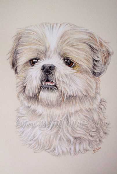 portrait de la Shih-Tzu Nova dessine au crayon de couleur